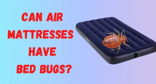 Can Air Mattresses Have Bed Bugs?