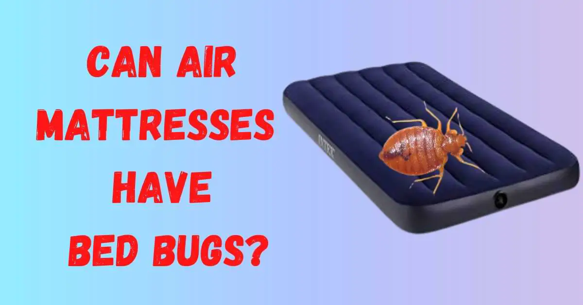 Can Air Mattresses Have Bed Bugs?