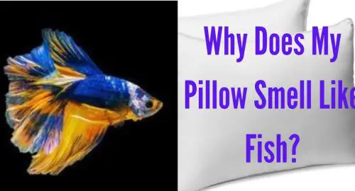 Why Does My Pillow Smell Like Fish?